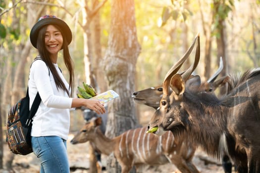 Happy woman watching and feeding animal in zoo
