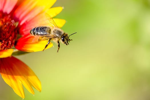 Honeybee in the spring is flying to a yellow-red blossom, against blurred background