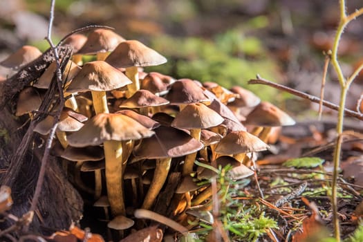 Collection of little yellow mica-sparrow mushroom on a tree stump with moss
