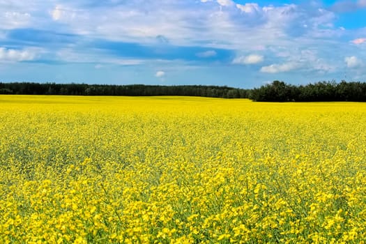 View of a canola field in full bloom with a cloudy sky.