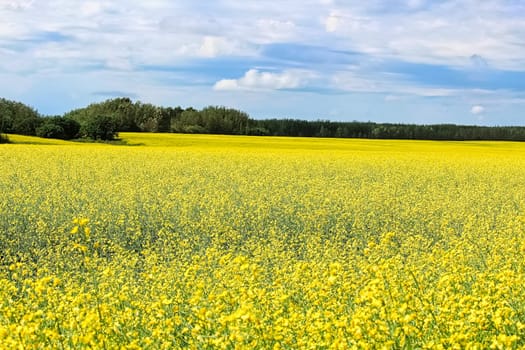 View of a canola field in full bloom with a cloudy sky.