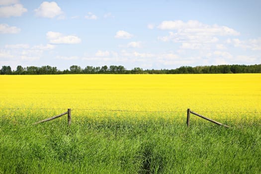 View of fence and a yellow canola field against a blue sky.