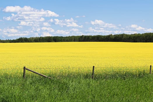 View of fence and a yellow canola field against a blue sky.
