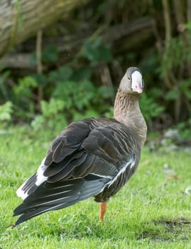 Pygmy Goose stands on one leg in a meadow with outstretched wings