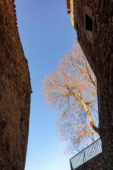 Golden light falling on a tree between two medieval walls in Girona, Spain