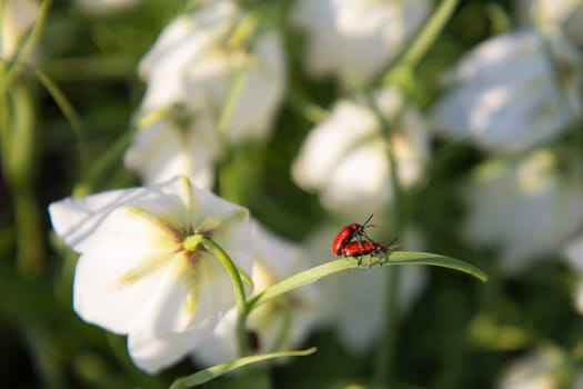 Funny picture of a love making bugs on spring flower leaf