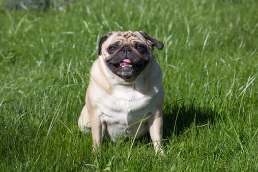 Small pug dog sitting in green grass