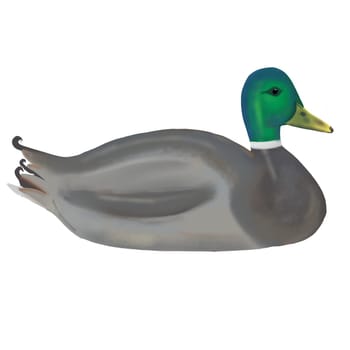 Wild water birds found on the mere