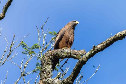 Bird eagle kite perched on tree branch in morning blue sky