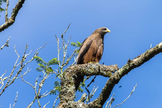 Bird eagle kite perched on tree branch in morning blue sky