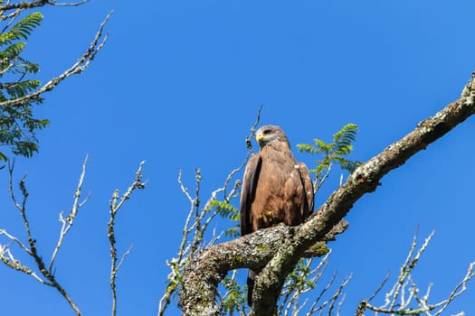 Bird eagle kite perched on tree branch in morning blue sky