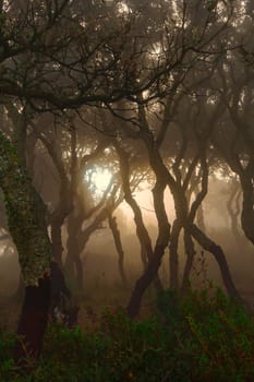 Glimmer of light in the wood immersed in the fog.