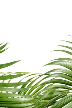 Palm branches with green leaves and space for text over white background. Palm Sunday concept