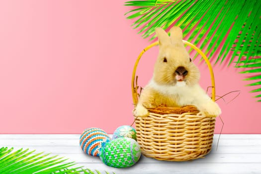 Little bunny on the nest in wooden basket and colorful easter eggs on wooden table and palm branches with pink wall background. Happy Easter