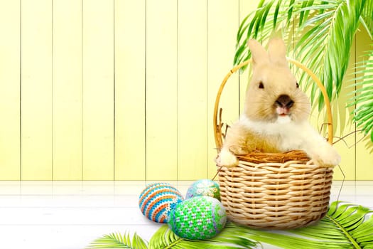 Little bunny on the nest in wooden basket and colorful easter eggs on glossy wooden floor and palm branches with yellow wooden wall background. Happy Easter