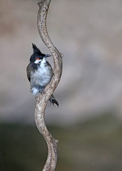 Telephoto Red-eared bulbul Pycnonotus jocosus