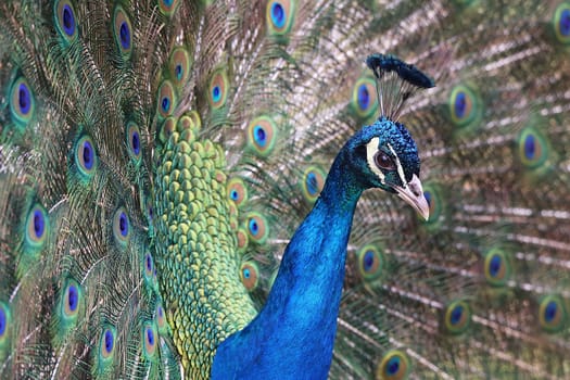 Portrait Peacock Pavo cristatus in front of decorative feathers