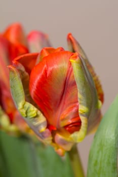 Tulips in closeup
