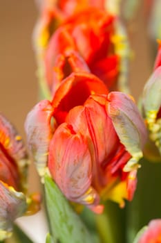 Tulips in closeup