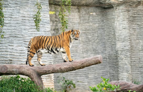bengal tiger in zoo (Panthera tigris)