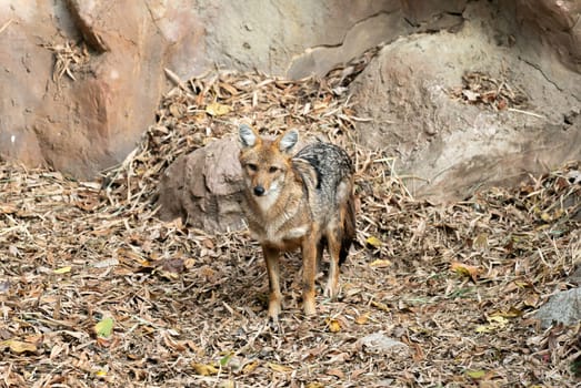 golden jackal (canis aurreus) in zoo