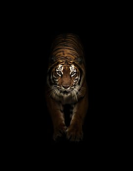 bengal tiger in the dark background