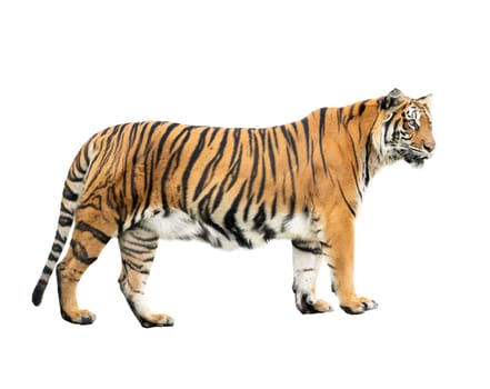 bengal tiger isolated on white background