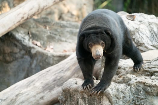 malayan sunbear (Helarctos malayanus) in zoo