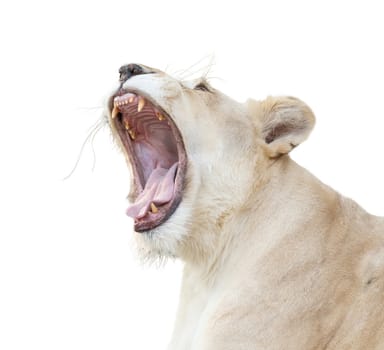 female white lion yawn isolated on white background