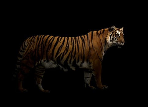 bengal tiger in the dark background