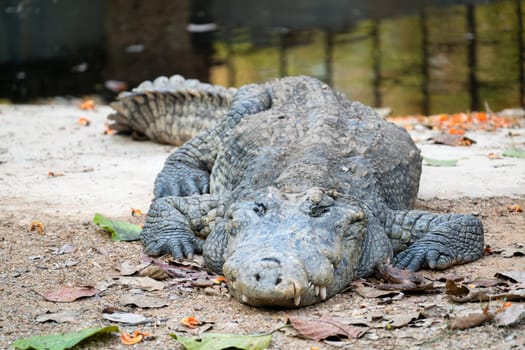 crocodile is near the water