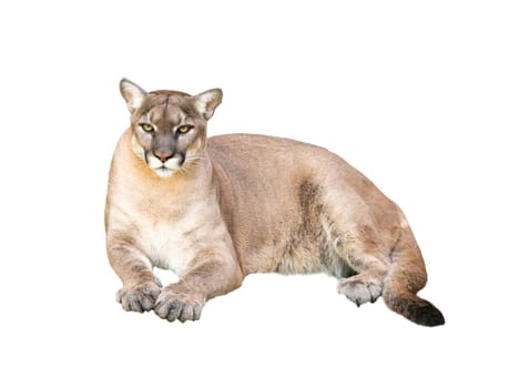 pima or cougar isolated on white background