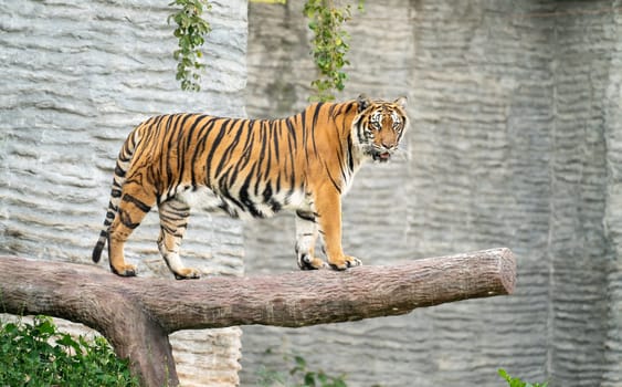 bengal tiger in zoo (Panthera tigris)