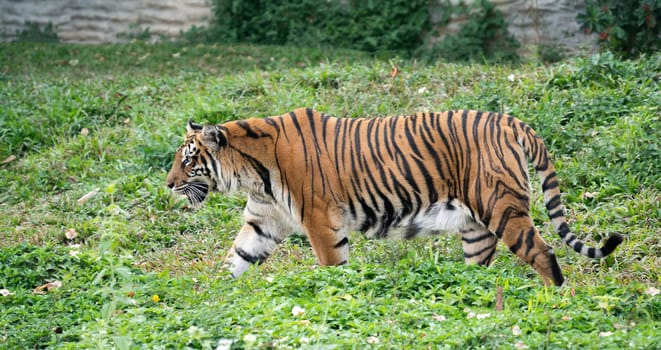 bengal tiger in zoo (Panthera tigris)