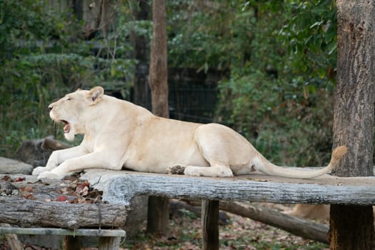 female white lion yawn in the zoo