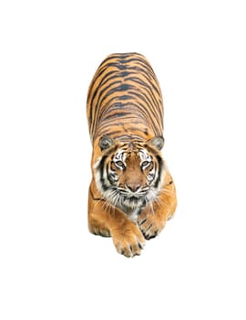 bengal tiger isolated on white background