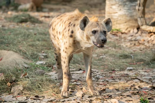 spotted hyena (Crocuta crocuta) in captive environment