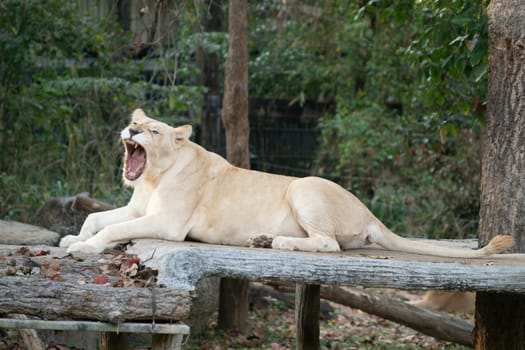 female white lion yawn in the zoo