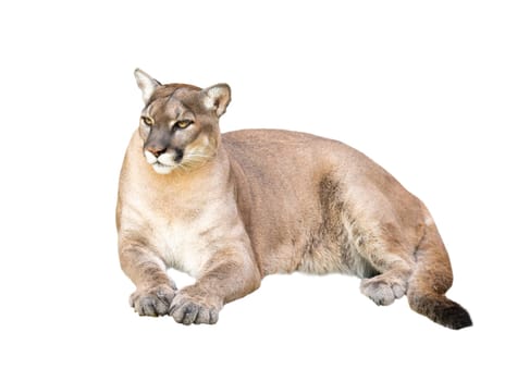pima or cougar isolated on white background