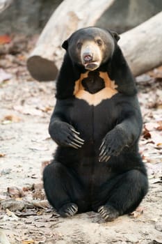 malayan sunbear (Helarctos malayanus) in zoo