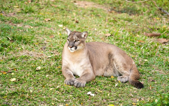puma or cougar resting on green grass