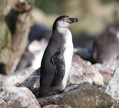 Pinguin in captivity, selective focus on the eye