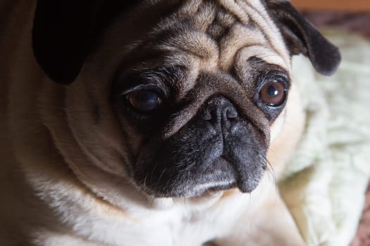 Small light brown pug dog portrait in indoors
