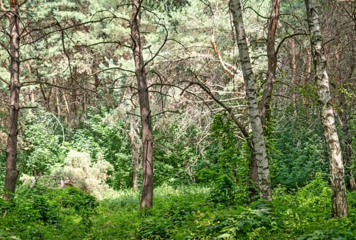 Summer forest