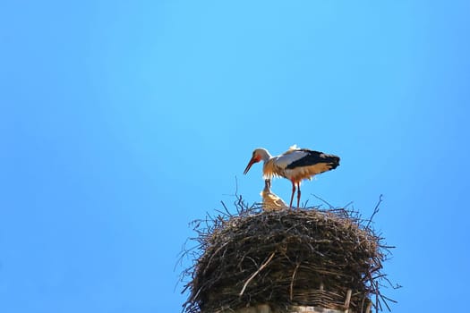 Stork's Nest in Riedlingen, Riedlingen is a city in Germany with many historical attractions