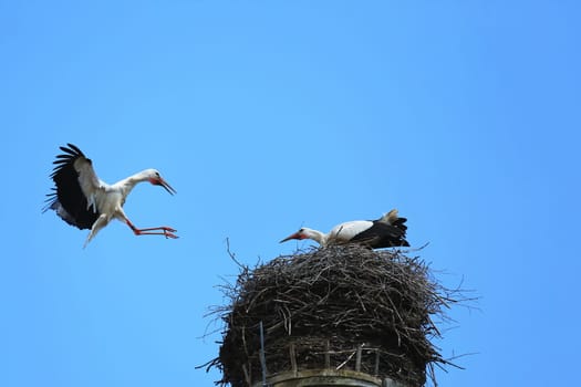 Stork's Nest in Riedlingen, Riedlingen is a city in Germany with many historical attractions