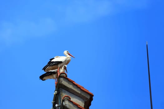Stork's Nest in Riedlingen, Riedlingen is a city in Germany with many historical attractions