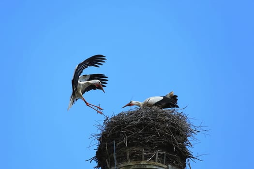 Stork's Nest in Riedlingen, Riedlingen is a city in Germany with many historical attractions