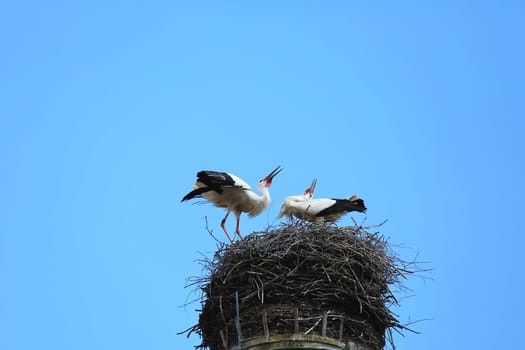 Stork's Nest in Riedlingen, Riedlingen is a city in Germany with many historical attractions