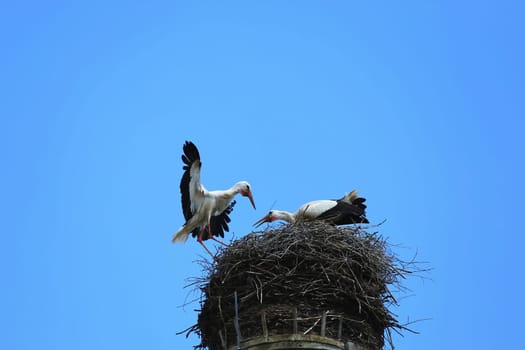 Stork's Nest in Riedlingen, Riedlingen is a city in Germany with many historical attractions